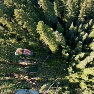 View of tree tops out of helicopter with rappellers decending