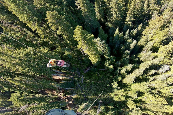 View of tree tops out of helicopter with rappellers decending