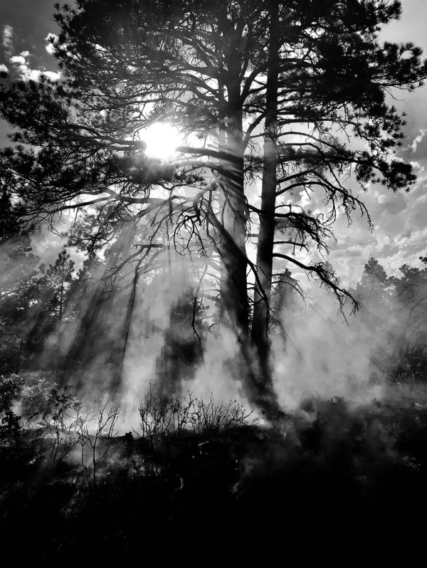 Black and white image of sun streaming through forest trees with smoke