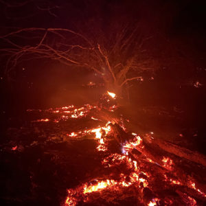 Tree roots burning in soil, red against black background