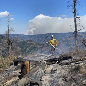 Wildland firefighter cutting smoking, smoldering downed tree