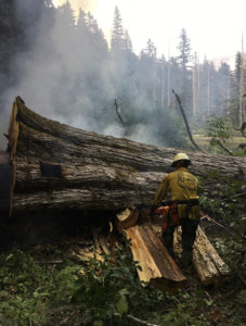 Wildland firefighter cutting a huge downed tree with a chainsaw