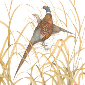 A male and female pheasant in a field of reeds