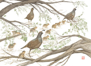 A large family of quail in sagebrush